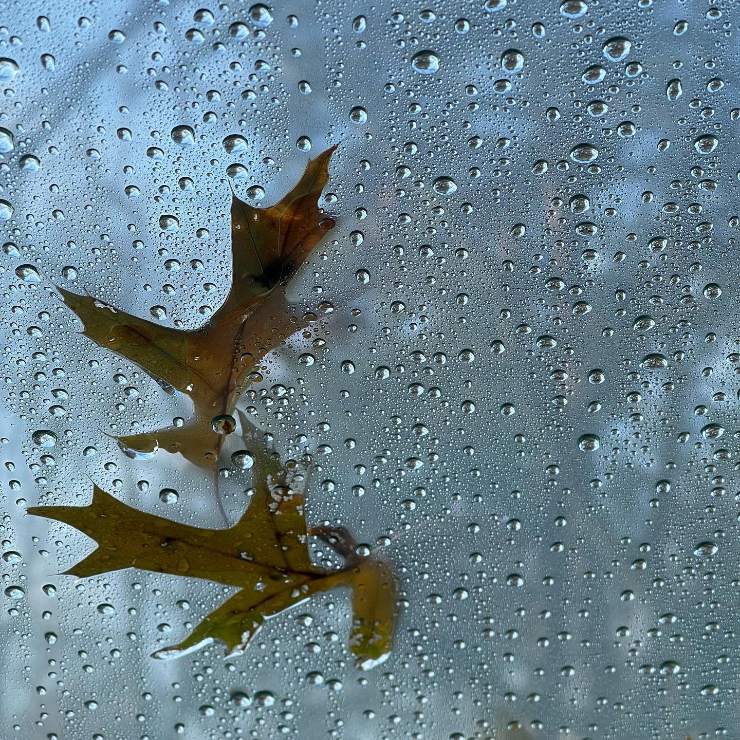 leaves on glass with water droplets