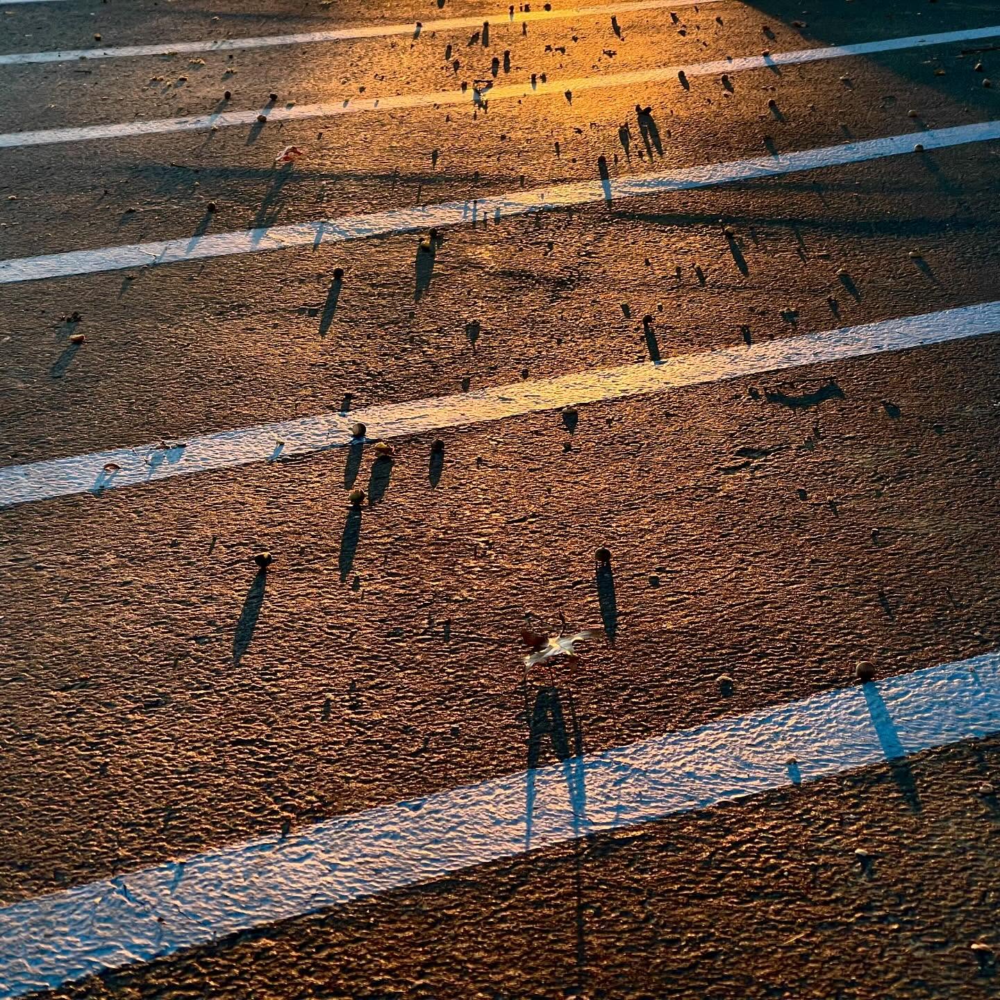 pavement, sunset light, warm orange light creating shadows across stripes on pavement and shadows from little pebbles and stones